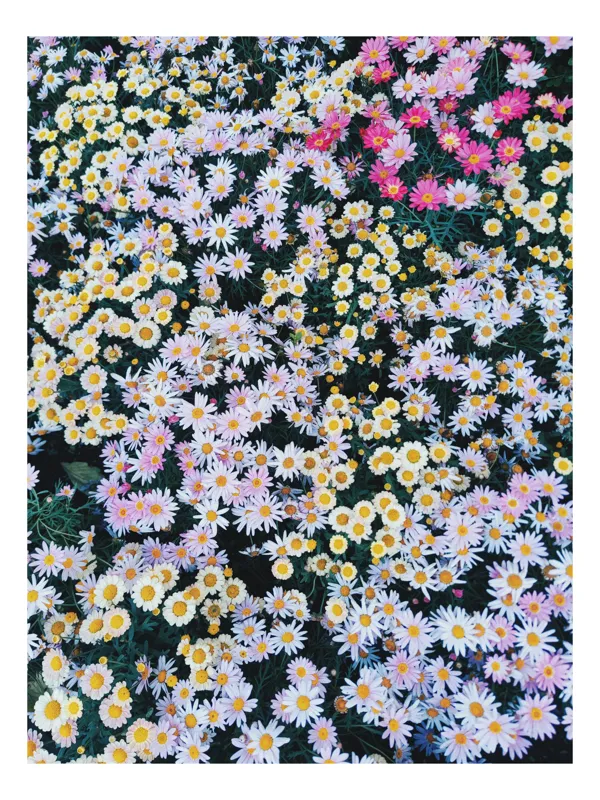 Tablou Canvas, "Câmp de flori multicolore înflorite", Flori, Margarete, Colorat, Vibrant, Natură, Petale, Verdeață, Abundență, Plante, Grădină, 70 x 100 cm