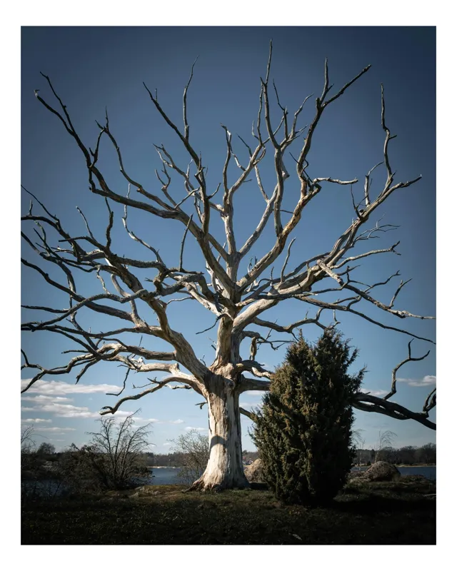 Tablou Canvas, "Arborele singuratic în amurg de toamnă", Arbore, Cer, Ramuri, Natură, Contrast, Peisaj, Singurătate, Dramatic, Frunziș, Cer Albastru, 50 x 90 cm
