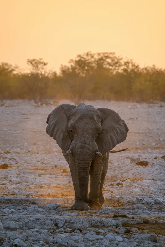 Tablou Canvas, "Elefantul în lumina apusului african", Elefant, Apus, Savana, Tranquilitate, Natură, Eleganță, Solitudine, Serenitate, 100 x 150 cm – poza 2