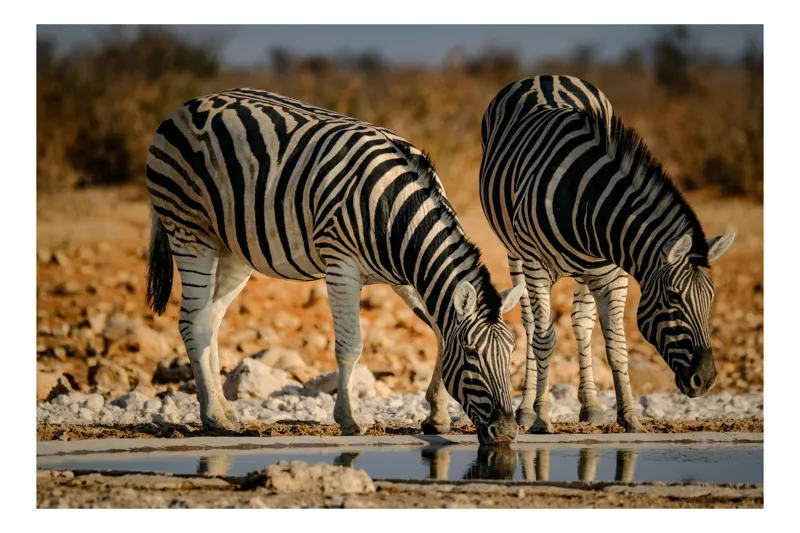 Tablou Canvas, "Zebre la adăpat în savană", Dungi, Zebre, Apă, Oglindire, Serenitate, Natură, Armonie, Safari, Africa, Asfințit, 100 x 100 cm