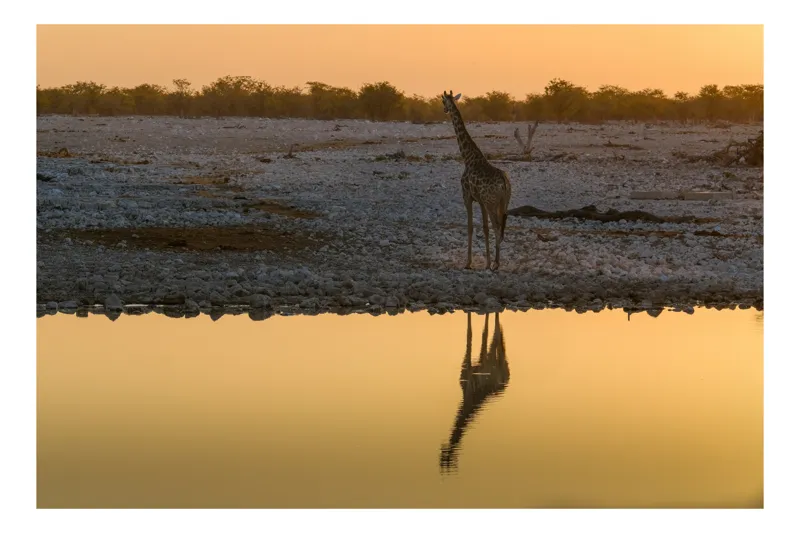 Tablou Canvas, "Ghepard singuratic lângă apă galbenă", Apus, Reflecție, Giraffe, Apă, Serenitate, Peisaj, Savană, 39 x 26 cm