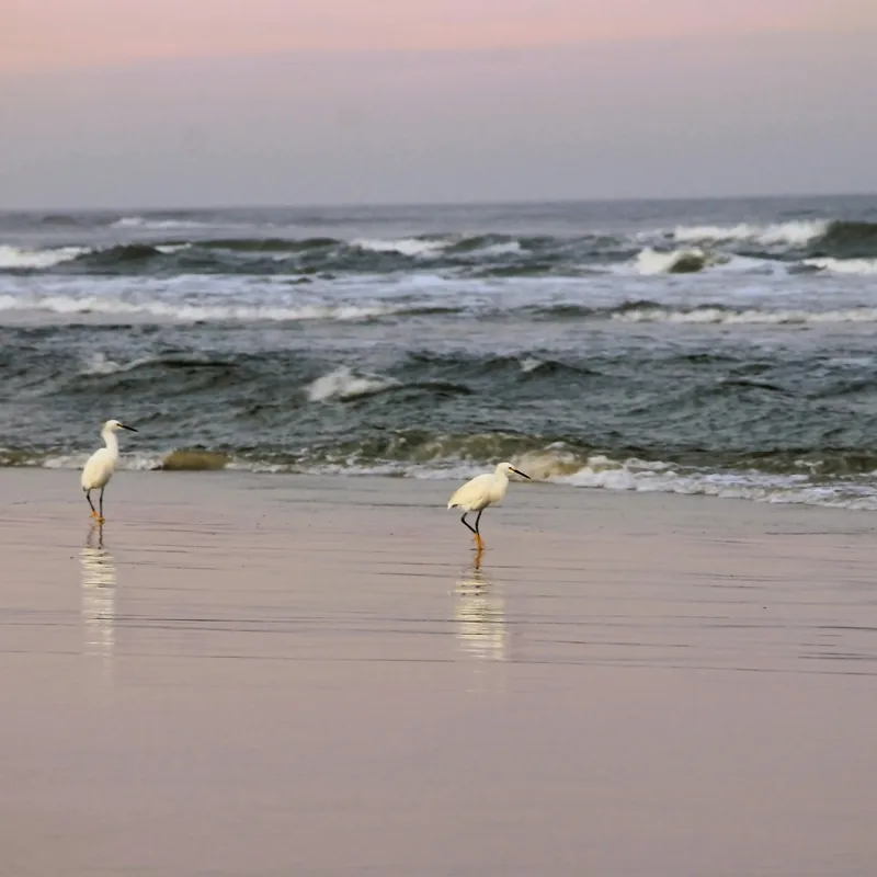 Tablou Canvas, "Pescărușii la țărmul înserării", Păsări, Plajă, Valuri, Ocean, Nisip, Apus, Liniște, Natură, Frumusețe, Reflecții, 100 x 100 cm – poza 2