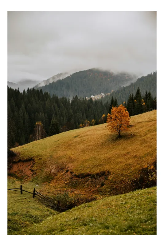 Tablou Canvas Peisaj Toamna Copac Solitar Pădure Ceață Natură, 50 x 70 cm