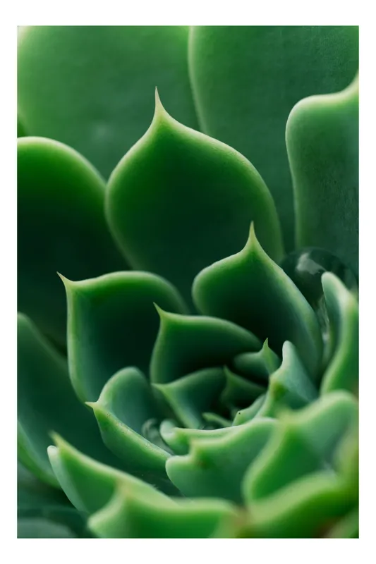 Tablou Canvas, "Frumusețea verde a naturii succulente", Verde, Succulentă, Frunze, Geometrie, Natură, Textură, Vitalitate, Simetrie, Design, 100 x 100 cm