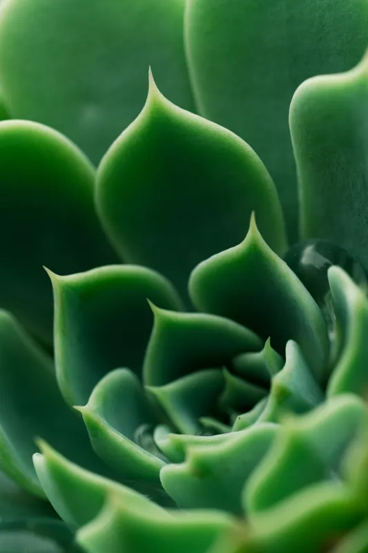 Tablou Canvas, "Frumusețea verde a naturii succulente", Verde, Succulentă, Frunze, Geometrie, Natură, Textură, Vitalitate, Simetrie, Design, 26 x 39 cm – poza 2
