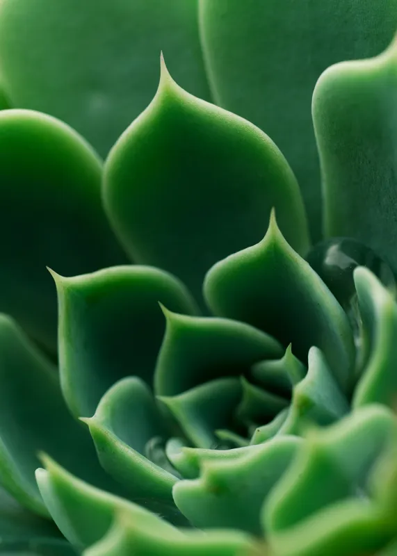 Tablou Canvas, "Frumusețea verde a naturii succulente", Verde, Succulentă, Frunze, Geometrie, Natură, Textură, Vitalitate, Simetrie, Design, 50 x 70 cm – poza 2