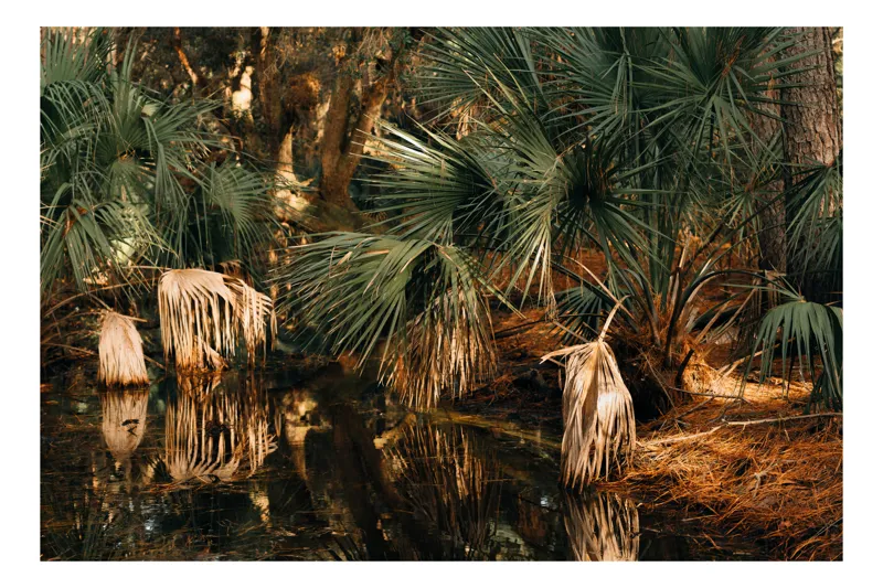 Tablou Canvas, "Reflecții în pădurea tropicală luxuriantă", Pădure, Arbori, Frunziș, Reflecție, Lumină, Apă, Natură, Vegetație, Trunchiuri, Relaxare, 90 x 50 cm