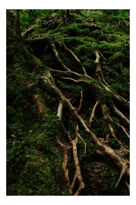 Tablou Canvas, "Rădăcini ascunse sub mușchi verzi", Natură, Rădăcini, Mușchi, Umbră, Copaci, Textură, Verde, Pădure, 70 x 100 cm