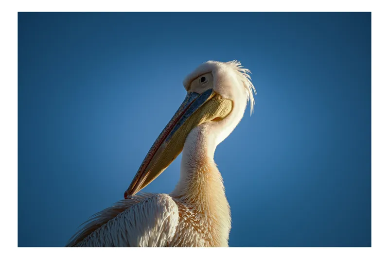 Tablou Canvas, "Pelicani în lumina dimineții", Pasăre, Pelican, Pene, Cer, Albastru, Lumină, Profil., 150 x 100 cm