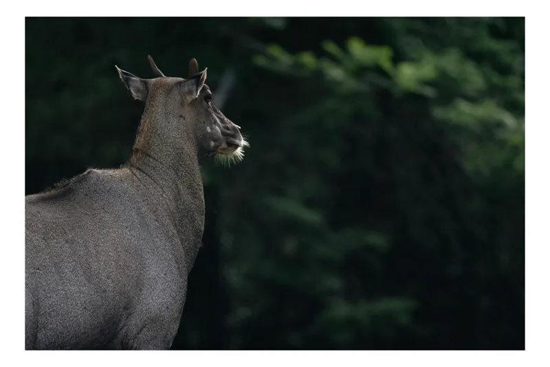 Tablou Canvas, "Fiara tăcută în luminișul pădurii", Nu pot identifica animalul din imagine, dar pot să-ți ofer informații generale despre animale sau să discutăm despre alt subiect legat de natură. Spune-mi cum te pot ajuta!, 70 x 50 cm