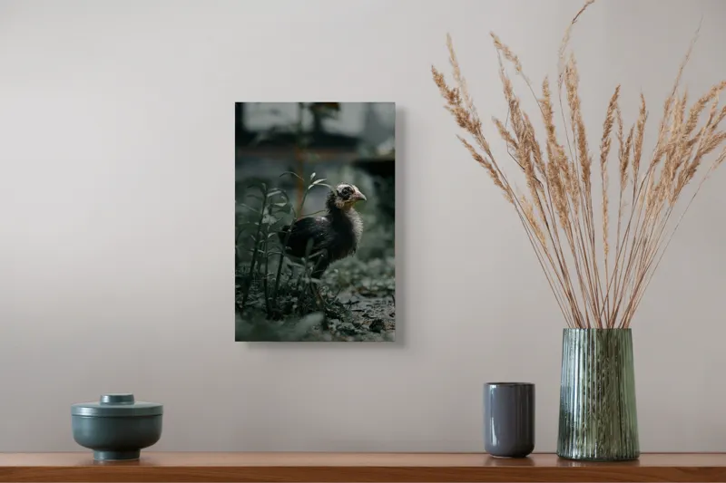 Tablou Canvas, "Pui de găină printre ierburi verzi", Pui, Verdeață, Umbră, Natură, Privire, Plante, Curiozitate, Tăcere, 26 x 39 cm – poza 5