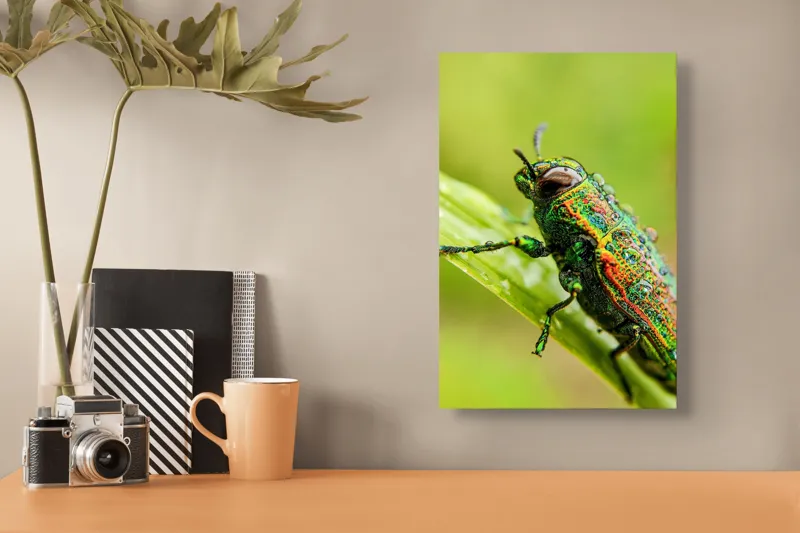 Tablou Canvas, "Gândacul strălucitor pe frunza verde", Picătură, Gândac, Verde, Irizat, Apropiere, Natură, Detaliu, Fascinație, 26 x 39 cm – poza 3
