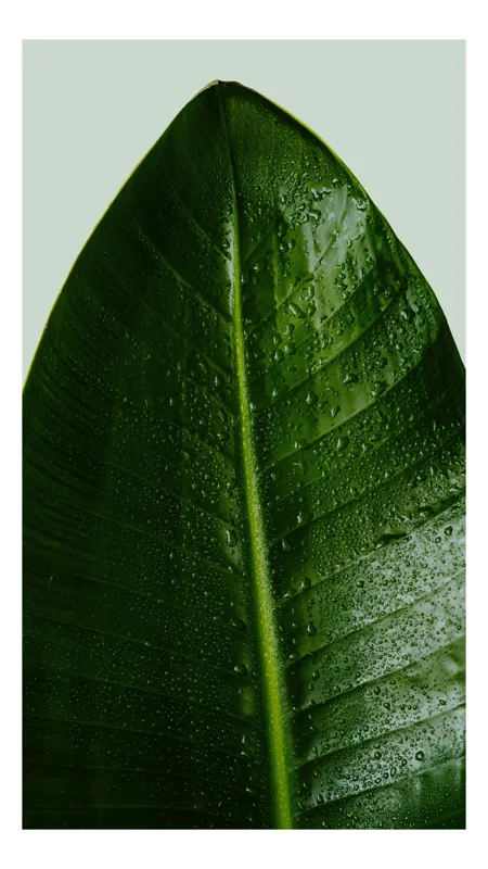 Tablou Canvas, "Frunza verde în roua dimineții", Frunză, Verde, Apă, Natural, Proaspăt, Textură, Simplu, 50 x 70 cm
