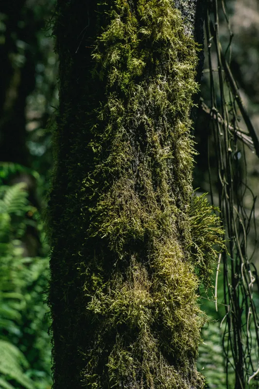 Tablou Canvas, "Trunchi acoperit de mușchi verde luxuriant", Mușchi, Trunchi, Pădure, Lumină, Umbre, Natură, Vegetație, Verde, Textură, Umiditate, 100 x 150 cm – poza 2