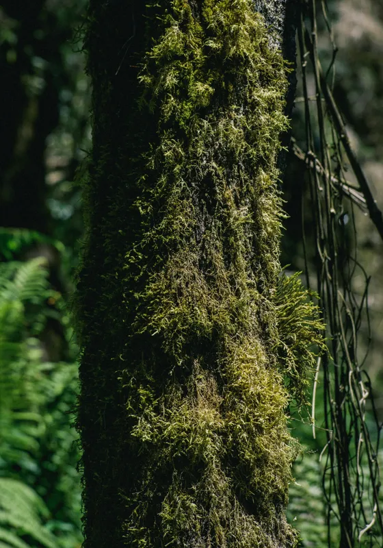 Tablou Canvas, "Trunchi acoperit de mușchi verde luxuriant", Mușchi, Trunchi, Pădure, Lumină, Umbre, Natură, Vegetație, Verde, Textură, Umiditate, 70 x 100 cm – poza 2