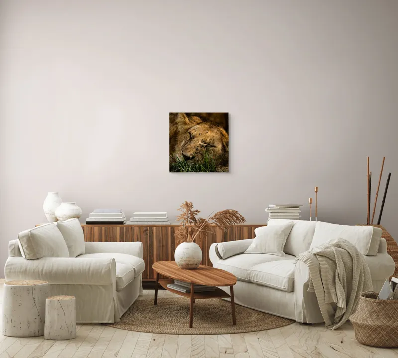 Tablou Canvas, "Pui de leu adormit în iarbă", Leu, Pui, Odihnindu-se, Musculițe, Iarbă, Blană, Somn, Natură, Sălbăticie, Serenitate, 50 x 50 cm – poza 7