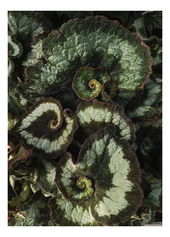 Tablou Canvas, "Frunzele spiralei naturale verzi și bordo", Frunze, Spirale, Verzi, Texturate, Marginite, Naturale, Vibrante, Detaliate, 39 x 54 cm