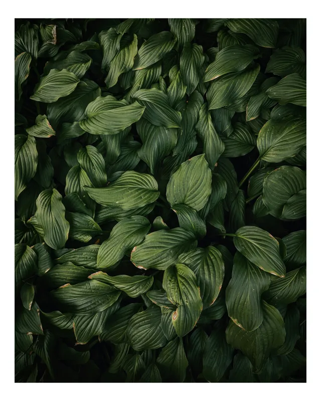 Tablou Canvas, "Frunzele pădurii dense și verzi", Frunziș, Verde, Textură, Natură, Prospețime, Abundență, Vitalitate, Organic, Liniște, Sălbăticie, 70 x 100 cm