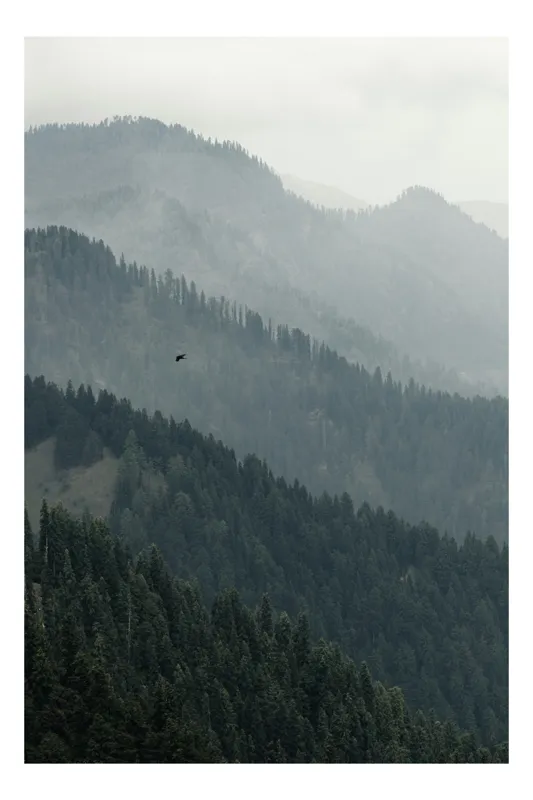 Tablou Canvas, "Pădurea munților în ceață densă", Pădure, Cețoasă, Munte, Brazi, Cioară, Serene, Natural, Văi, Atmosferic, Melancolic, 50 x 90 cm