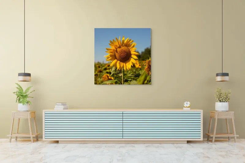 Tablou Canvas, "Floarea soarelui sub cerul albastru", Floare, Galben, Strălucire, Cer, Soare, Frunze, Frumusețe, Natură, Intensitate, Bucurie, 100 x 100 cm – poza 5