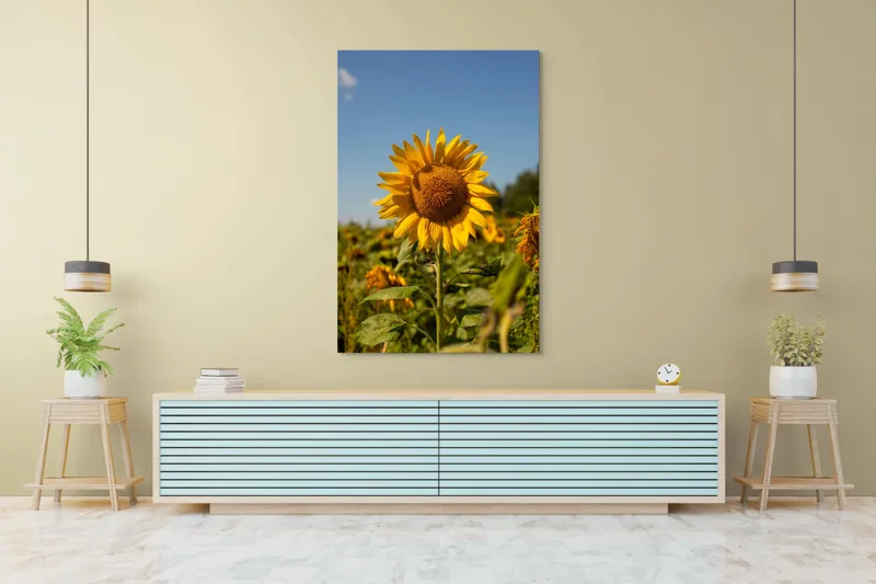 Tablou Canvas, "Floarea soarelui sub cerul albastru", Floare, Galben, Strălucire, Cer, Soare, Frunze, Frumusețe, Natură, Intensitate, Bucurie, 100 x 150 cm – poza 4