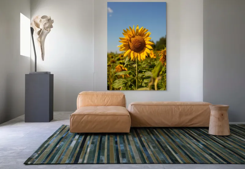 Tablou Canvas, "Floarea soarelui sub cerul albastru", Floare, Galben, Strălucire, Cer, Soare, Frunze, Frumusețe, Natură, Intensitate, Bucurie, 100 x 150 cm – poza 7