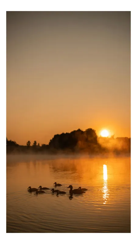 Tablou Canvas, "Răsărit liniștit peste lac cu rațe", Apus, Rațuște, Apă, Siluetă, Copaci, Cețoasă, Reflexie, Cer, Aurit, Liniște, 70 x 100 cm