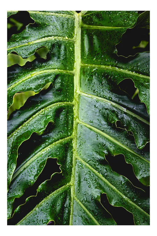 Tablou Canvas, "Frunza tropicală strălucind în ploaie", Plante, Frunze, Verde, Picături, Natură, Textură, Apă, Detaliu, Exuberanță, Prospețime, 70 x 100 cm