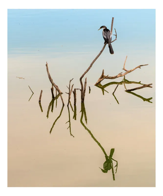 Tablou Canvas, "Pasăre solitară pe ramură reflectată", Natură, Liniște, Reflecție, Pasăre, Crampe, Apă, Serenitate, Echilibru, Frumusețe, Minimalism, 50 x 70 cm