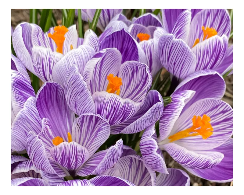 Tablou Canvas, "Crocus violet în floare primăvăratică", Flori, Crocus, Mov, Alb, Portocaliu, Primăvară, Petale, Natură, Frumusețe, Grădinărit, 39 x 26 cm