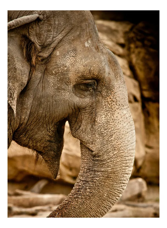 Tablou Canvas, "Elefantul în lumina apusului", Elefant, Riduri, Trunchi, Ochi, Piele, Textura, Natural, Blând, Impresionant, 26 x 39 cm