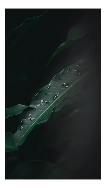 Tablou Canvas, "Picături de ploaie pe frunze verzi", Verde, Frunze, Picături, Întuneric, Natură, Umbră, Textură, Prospețime, 26 x 39 cm