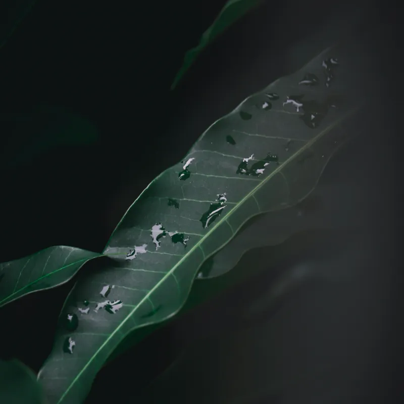 Tablou Canvas, "Picături de ploaie pe frunze verzi", Verde, Frunze, Picături, Întuneric, Natură, Umbră, Textură, Prospețime, 50 x 50 cm – poza 2