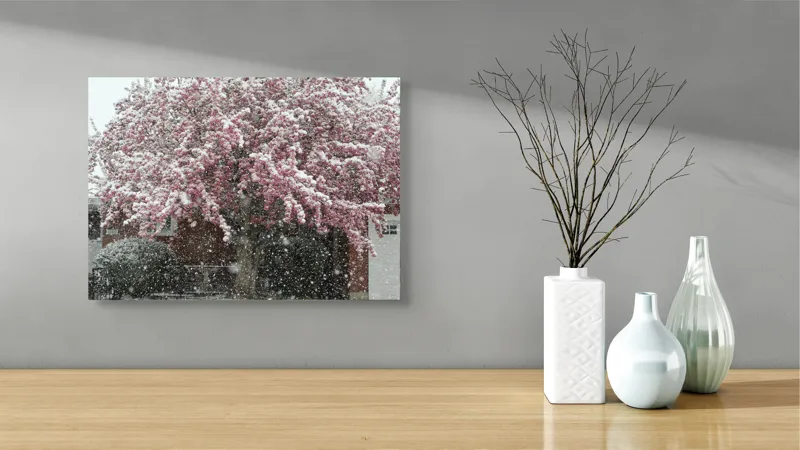 Tablou Canvas, "Primăvară învelită în zăpadă albă", Zăpadă, Flori, Copac, Primăvară, Contraste, Natură, Frumusețe, Delicatețe, Vreme, Schimbare, 54 x 39 cm – poza 3