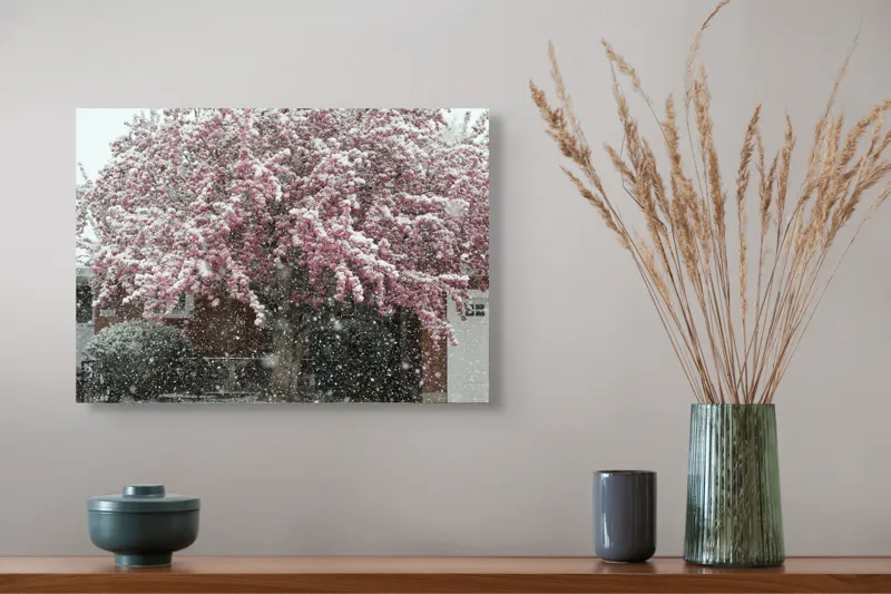 Tablou Canvas, "Primăvară învelită în zăpadă albă", Zăpadă, Flori, Copac, Primăvară, Contraste, Natură, Frumusețe, Delicatețe, Vreme, Schimbare, 54 x 39 cm – poza 4