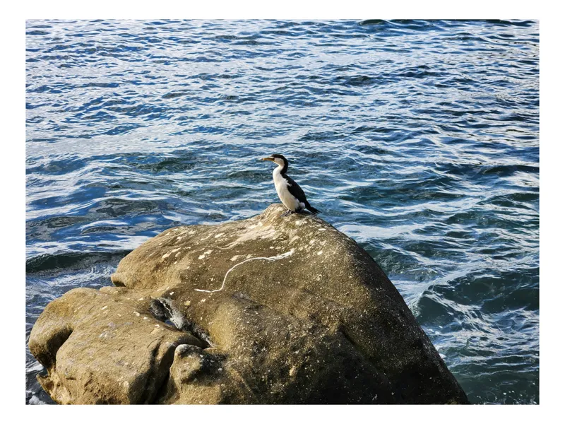 Tablou Canvas, "Cormoran solitar pe stânca marină", Piatra, Apă, Pasăre, Ocean, Valuri, Cer, Natură, Singurătate, Liniște, Coastă, 150 x 100 cm