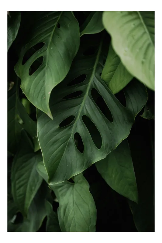 Tablou Canvas, "Frumusețea misterului vegetal luxuriant", Frunze, Verde, Monstera, Textură, Umbre, Natură, Luxuriant, Exotic, Organic, Vegetație, 70 x 100 cm