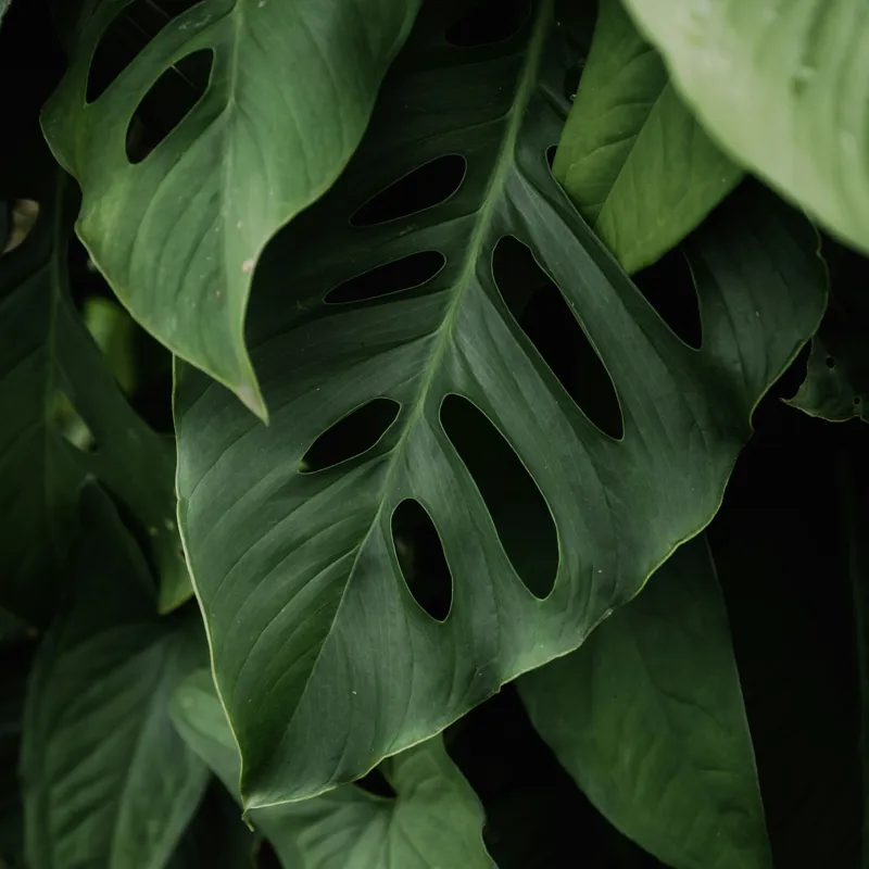 Tablou Canvas, "Frumusețea misterului vegetal luxuriant", Frunze, Verde, Monstera, Textură, Umbre, Natură, Luxuriant, Exotic, Organic, Vegetație, 50 x 50 cm – poza 2