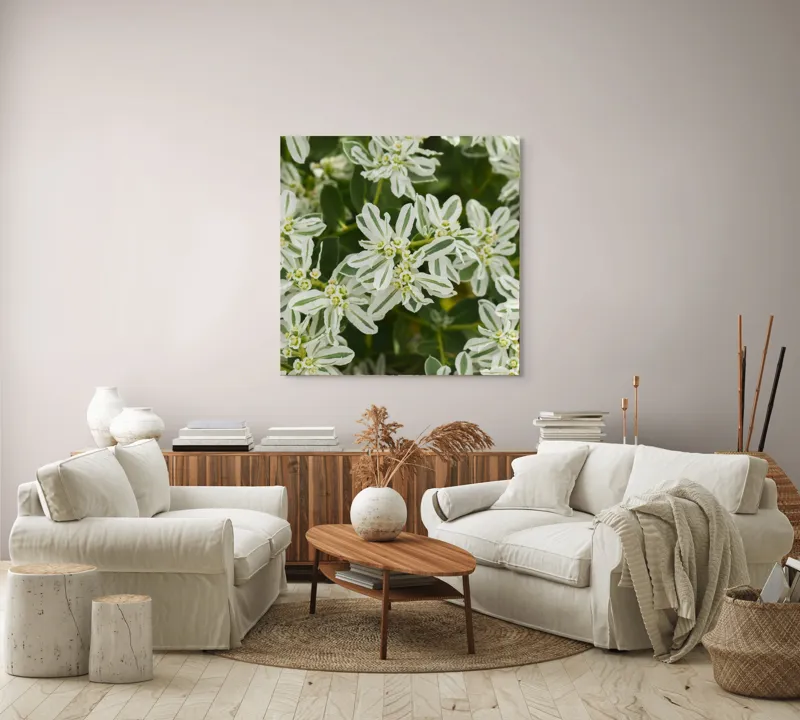 Tablou Canvas, "Flori de lapte în grădină luxuriantă", 100 x 100 cm – poza 3