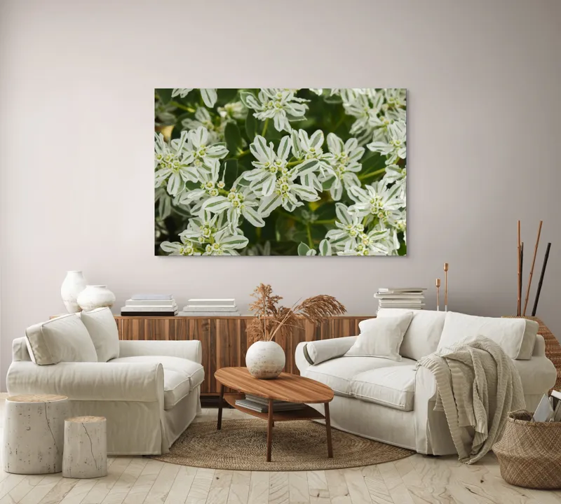 Tablou Canvas, "Flori de lapte în grădină luxuriantă", Nu pot identifica plante sau flori din imagini., 150 x 100 cm – poza 3