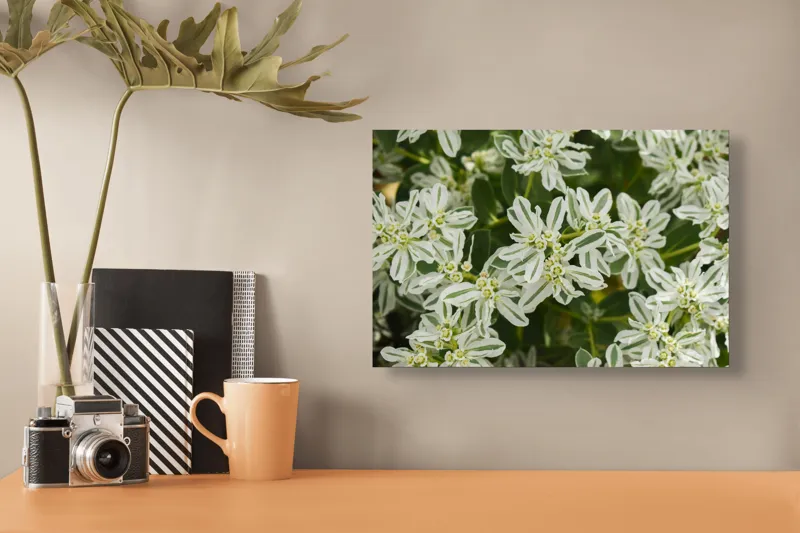 Tablou Canvas, "Flori de lapte în grădină luxuriantă", 39 x 26 cm – poza 3