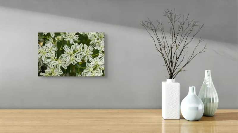 Tablou Canvas, "Flori de lapte în grădină luxuriantă", 39 x 26 cm – poza 8