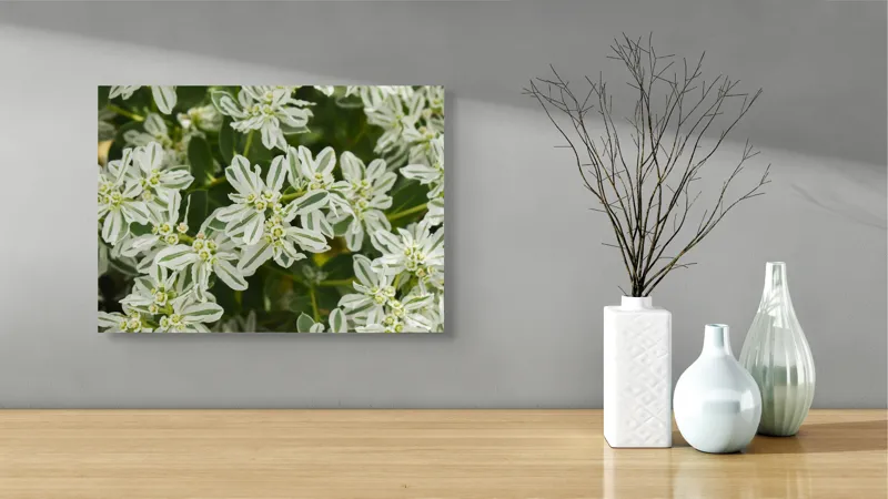 Tablou Canvas, "Flori de lapte în grădină luxuriantă", 54 x 39 cm – poza 3