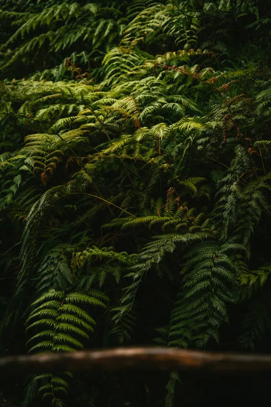 Tablou Canvas, "Frunzișul unei păduri sălbatice", Frunze, Ferigi, Verde, Umbre, Natură, Vegetație, Densitate, Lumină, Frunziș, 100 x 150 cm – poza 2