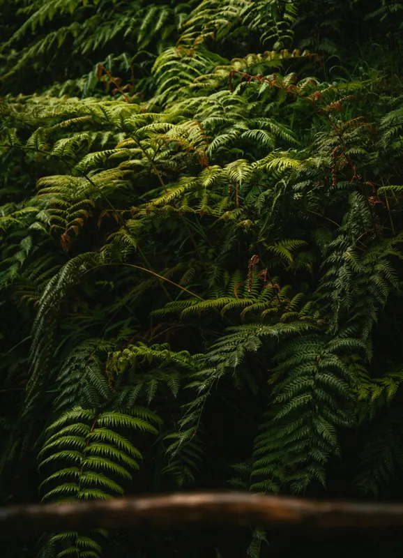 Tablou Canvas, "Frunzișul unei păduri sălbatice", Frunze, Ferigi, Verde, Umbre, Natură, Vegetație, Densitate, Lumină, Frunziș, 39 x 54 cm – poza 2