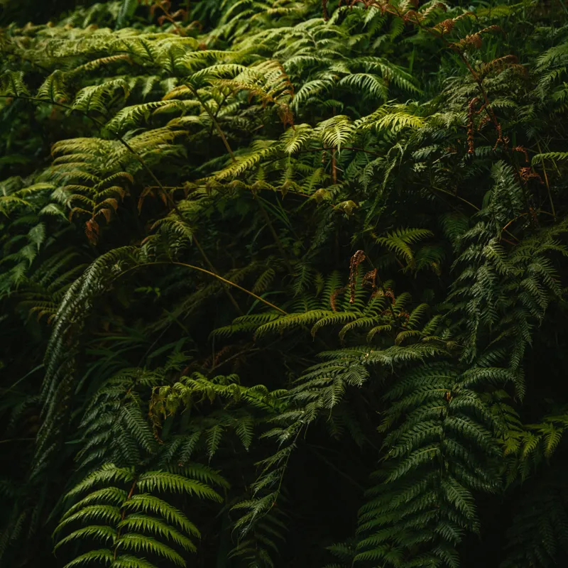 Tablou Canvas, "Frunzișul unei păduri sălbatice", Frunze, Ferigi, Verde, Umbre, Natură, Vegetație, Densitate, Lumină, Frunziș, 50 x 50 cm – poza 2