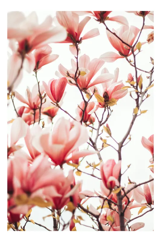 Tablou Canvas, "Floare de magnolie în primăvară", Flori, Magnolii, Roz, Ramuri, Primăvară, Delicat, Natură, Frumusețe, Cer, Petale, 39 x 54 cm