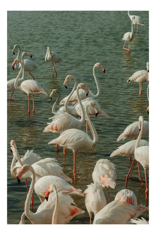 Tablou Canvas, "Flamingo în liniștea apelor verzi", Flamingo, Apei, Grazioase, Roz, Plutind, Reflexie, Serenitate, Natură, Senzuale, Armonioase, 50 x 50 cm
