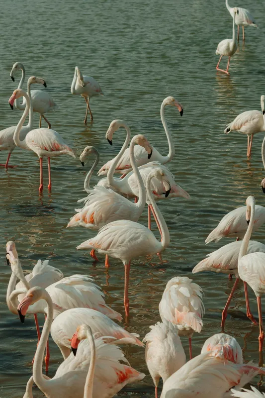 Tablou Canvas, "Flamingo în liniștea apelor verzi", Flamingo, Apei, Grazioase, Roz, Plutind, Reflexie, Serenitate, Natură, Senzuale, Armonioase, 100 x 150 cm – poza 2