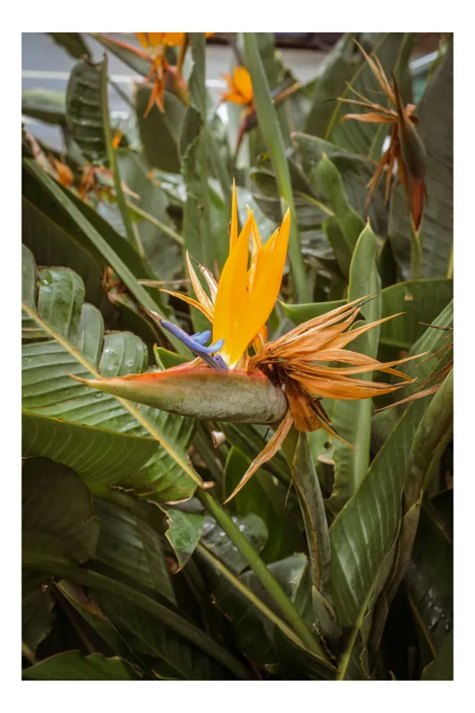 Tablou Canvas, "Pasărea paradisului între frunze verzi", Exotic, Colorat, Tropical, Vibrant, Frumusețe, Îndrăzneț, Natură, Plante, Verdeață, Delicat., 100 x 100 cm